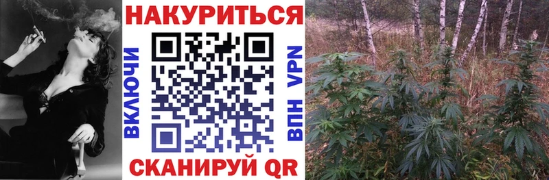 Конопля гибрид  Алатырь 